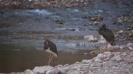 Rare black storks spotted in NW China's Gansu