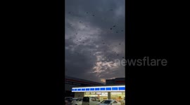 Crows' unusual behavior: hours before strong earthquake hits Ishikawa Prefecture, Japan