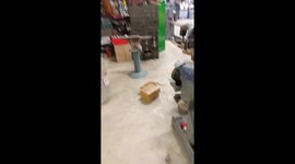 Two cats that are being funny goofing off playing in and around box