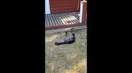Cat Plays With Friendly Squirrels
