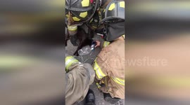Firefighters Administer Oxygen to Rescued Cat in Bogota Blaze, Colombia