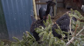 Alpacas and llamas enjoy a late festive feast - of Christmas trees