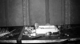 Squeaky clean! Amusing footage shows tiny mouse tidying up pensioners garden shed