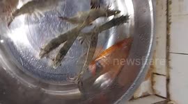 The mutant shrimp has a red body