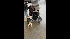 Pugs waiting to board a Southeastern high speed train in London (recorded portrait / vertical orientation)