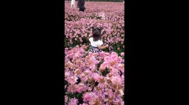 A cute little girl, 1 year and 5 months old, walks around the flower garden.