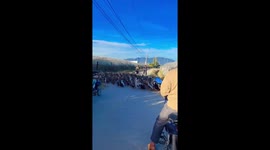Hundreds of ducks cross road, cause cars to stop and wait