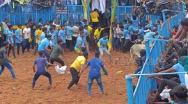 Nail-biting scene as hundreds attempt to tame frenzied bulls during Indian festival