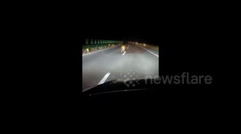 Motorist encounters Siberian tiger on Chinese highway