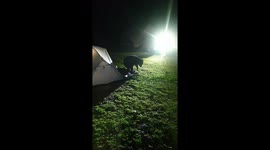 Wild bear raids family's tent while camping in Thailand