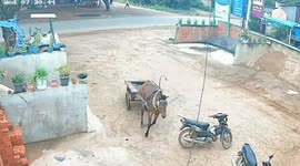 Horse-and-cart charges into shop knocking over shelves in Cambodia