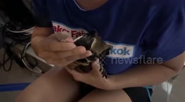 Exotic bird that looks like 'How to Train Your Dragon' character rescued from condo balcony in Thailand