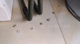 Ants form perfect circle while sipping drink spilled on ground