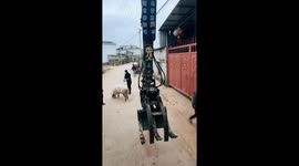 Farmer uses excavator to catch pig for New Year meal