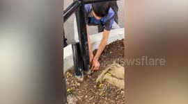 Worker frees squirrel stuck inside steel railing pipe at park