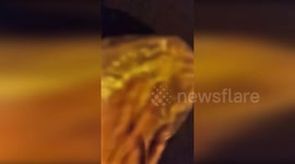 Police Uses DNA Test to Identify Person Responsible for Abandoning 8 Puppies in Valladolid, Spain