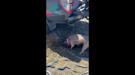 Dramatic canine tactics: sleepy pup strategically shifts spot to dodge digging pal's soil splash