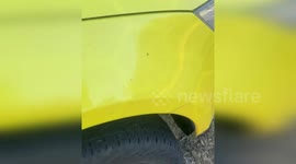 Aussie beekeeper finds koala trying to look inconspicuous near his hives