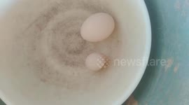 Chicken eggs are small in size, only 1/4 of a normal chicken egg