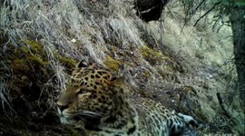 Mother leopard, cub captured on camera in SW China