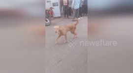 Motorists clash with pump workers who refused to serve petrol in India
