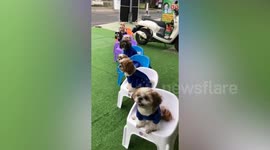 Eight pet Shih Tzu dogs wear matching outfits with two cats
