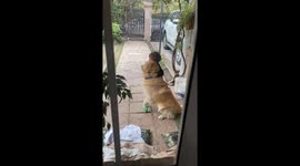 Heartwarming clip shows toddler comforting injured dog with tender hug