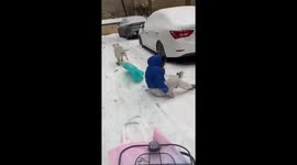 Winter joy! Labrador takes child on sled adventure