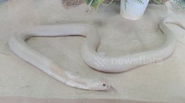 Watch this stunning rare white albino king cobra