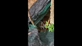 Mama Cat Sits On Her Eggs