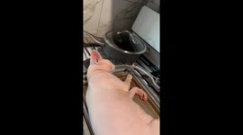 Curious cat nap! Feline hilariously has a siesta on the stove