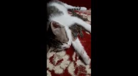 Unlikely nap buddies: Cat snoozes peacefully as curious lizard keeps watch
