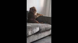 Dog adorably pouts like a human
