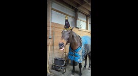 Silly Horse Wears a Party Hat