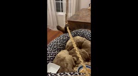 Baby Sloth Loves Cuddles and Sweet Potatoes