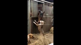 Dog and horse share tender moment of affection