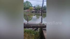 Monitor lizard wears water lily on head like crown while swimming along canal