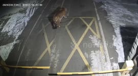 Rare siberian tiger suspected of killing critically endangered amur leopard wanders around mine