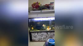Philippines earthquake rattles aquarium and chandelier