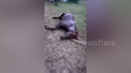 Emaciated horses found at riding centre on Thai island