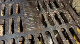 Stray cat stuck under drain grates for days rescued by volunteers in Thailand