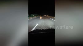 Sibrian tiger walks in front of puzzled driver mid road