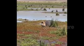 Lucky hyena barely escapes being bitten by 'dead' hippo's powerful jaws