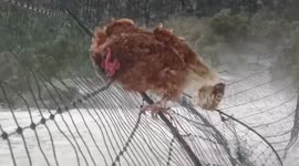 Chicken clings to fence during wintery blast in northern Spain