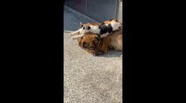 Cat cosily rests on dog companion's back for sunbath