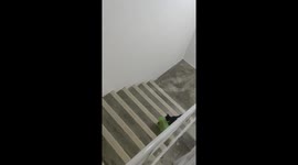 Loving mother stray cat brought food for her children