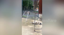 Pet dog lays spread-eagled on driveway to sunbathe