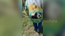 Injured stray dog hiding under weed overgrowth rescued