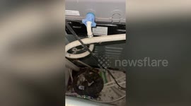 Monitor lizard caught from back of family's washing machine