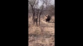 Terrifying scene as black rhino charges at tourists in intimidating display